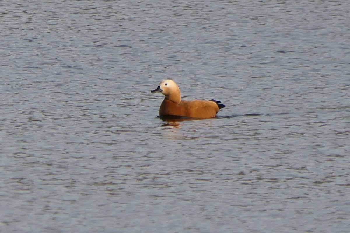 𝓡𝓮𝓿𝓭 𝓓𝓪𝓿𝓲𝓭 𝓐𝓽𝓴𝓲𝓷𝓼𝓸𝓷 tweet media