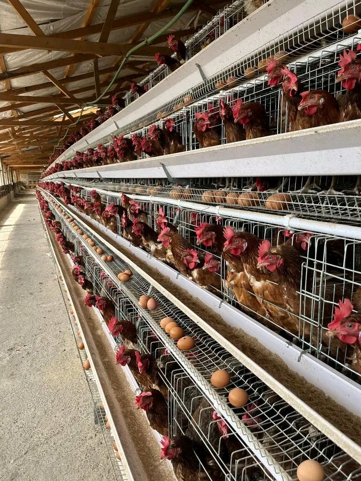 machineryplug's tweet photo. Poultry farming pro with layers cages
128 bird cap ksh 44,999
📞0700362592
Payments on delivery countrywide 

Dr. Joseph murimi mulika mwizi riggy Mikel arteta lookman kangata lucky wheel arsenal ademba Allan's #reasonstukokadi humanitarian hero #mwizisugu jiandikishe kupiga kura https://t.co/mm2u6yBdIb