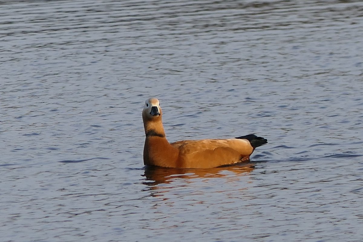 𝓡𝓮𝓿𝓭 𝓓𝓪𝓿𝓲𝓭 𝓐𝓽𝓴𝓲𝓷𝓼𝓸𝓷 tweet media