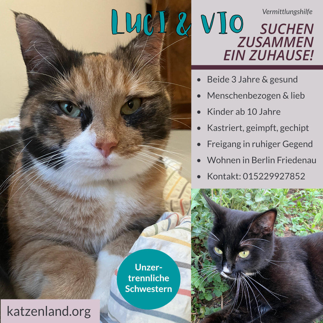 Katzenland tweet media