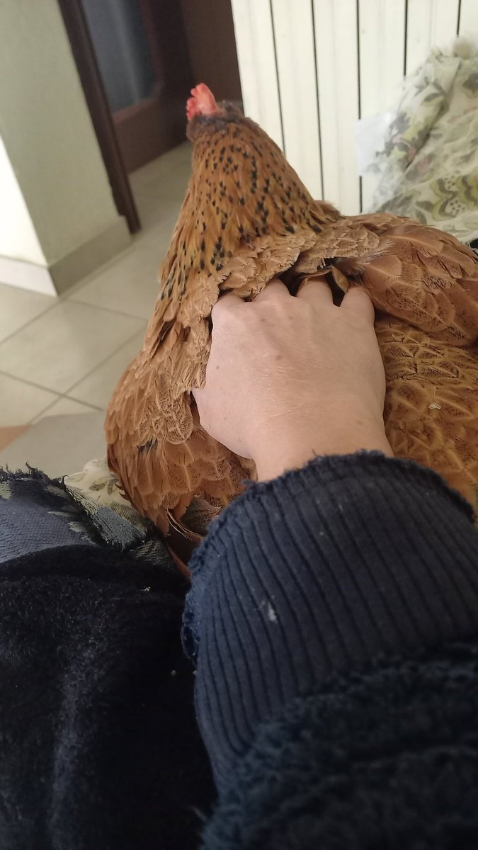 Alessandra Zardo 🇮🇹❤️🇺🇦 #N🐿️FO🇺🇳fella tweet media