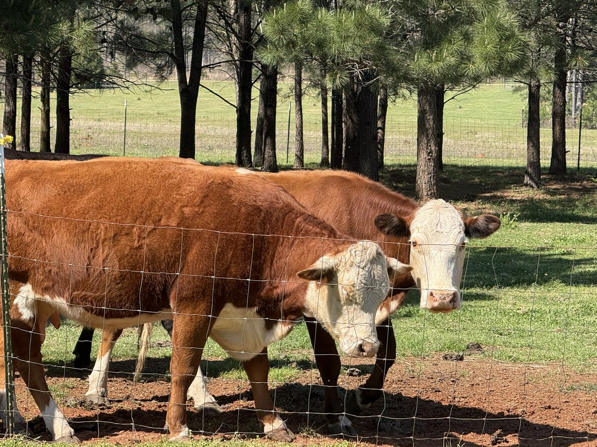 Good morning all from my little farm in Georgia