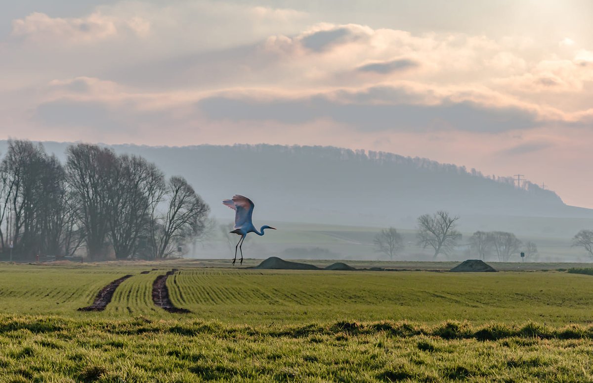 𝐈 𝐛𝐞𝐥𝐢𝐞𝐯𝐞 𝐈 𝐜@𝐧 𝐟𝐥𝐲 tweet media