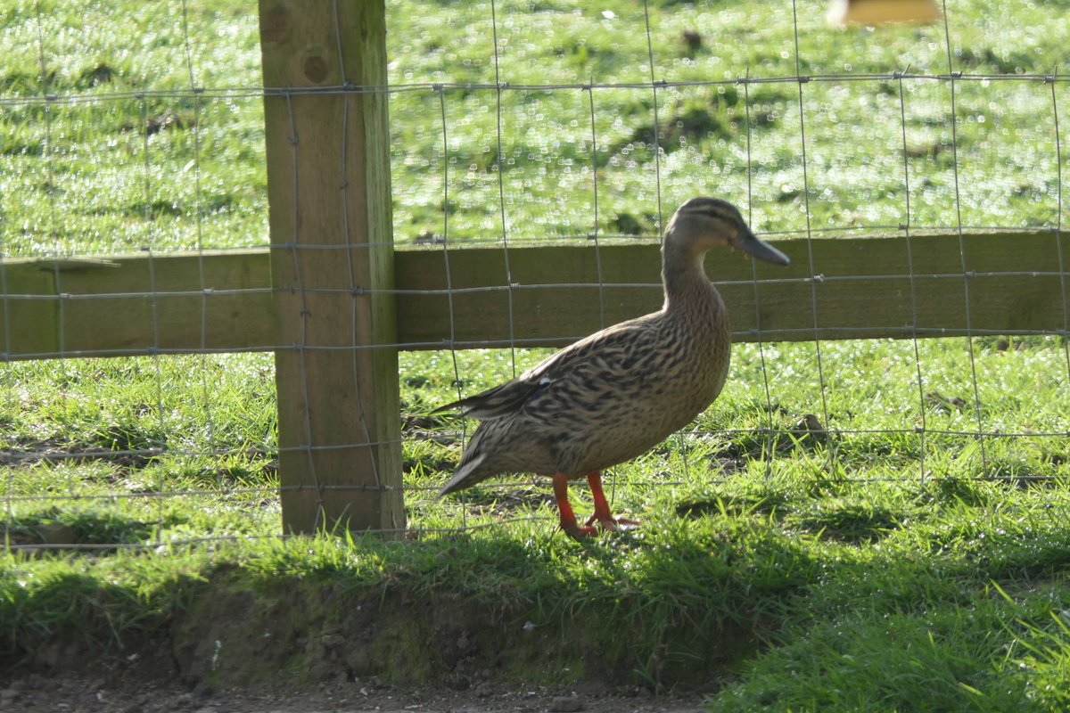 𝓡𝓮𝓿𝓭 𝓓𝓪𝓿𝓲𝓭 𝓐𝓽𝓴𝓲𝓷𝓼𝓸𝓷 tweet media