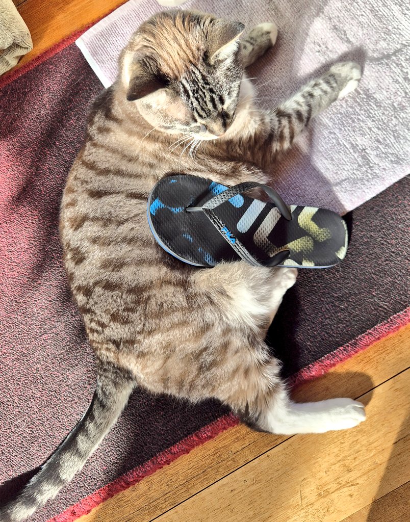 Ollie Williams 🩶 tweet media