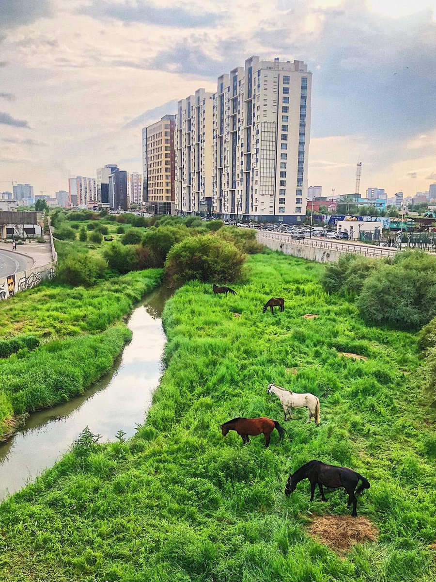 Enkhmandala tweet media