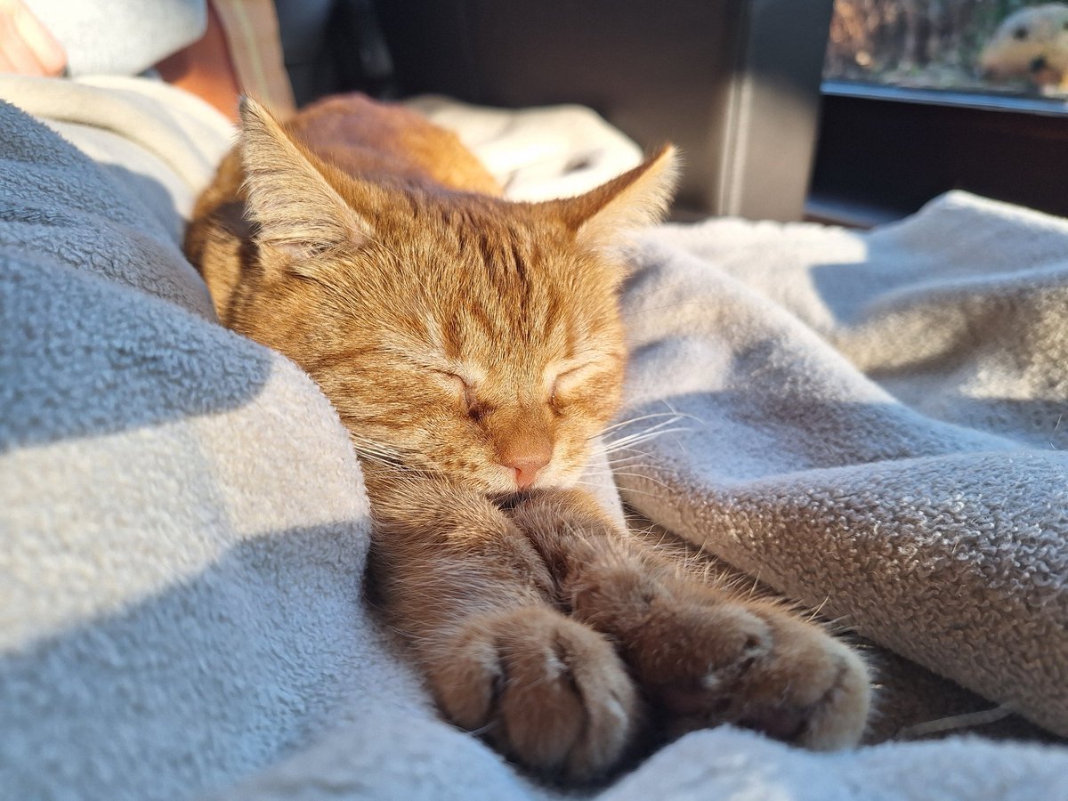 Oscar, Sunny&Barney 🐈🐈 tweet media