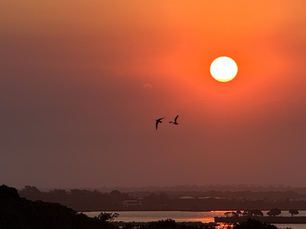 Dorian Grey(hound) tweet media