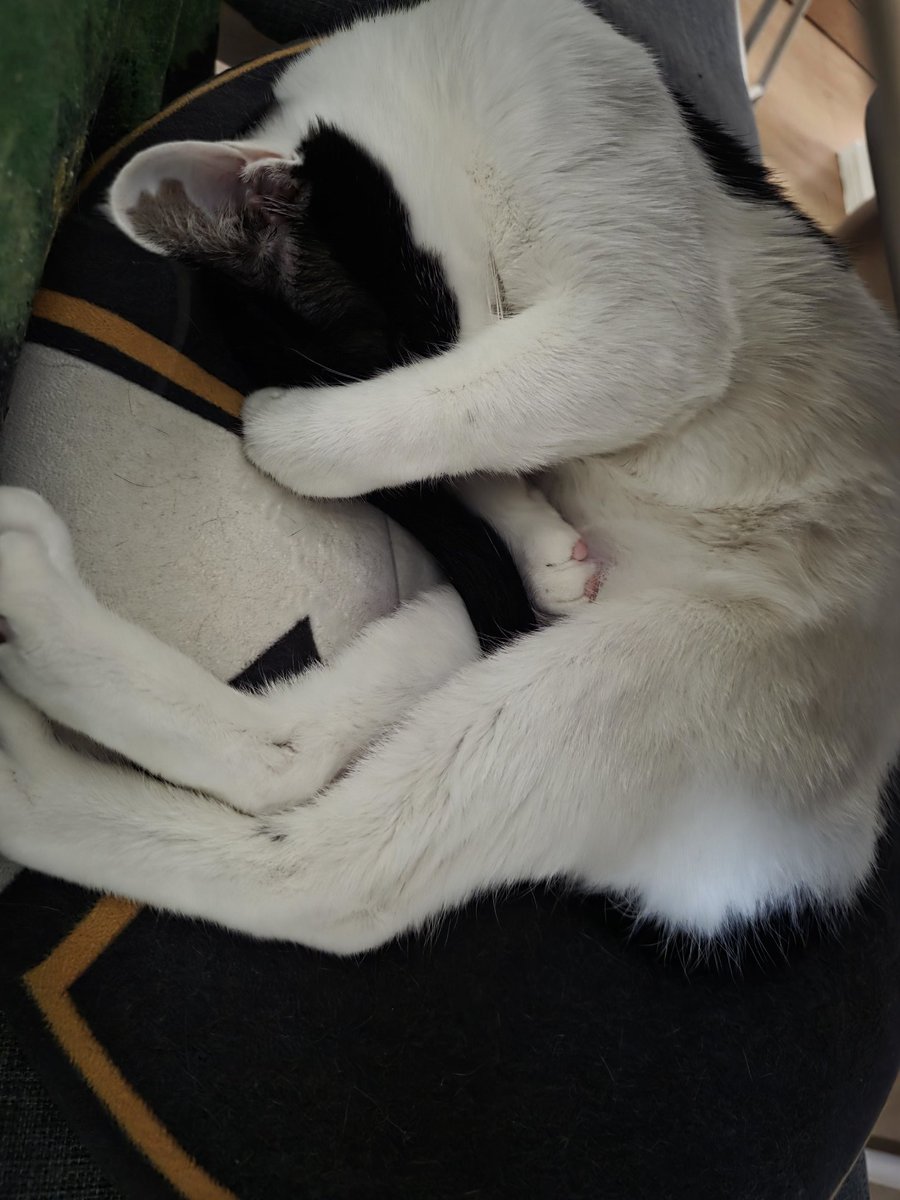 ねむみんなめぐみん tweet media