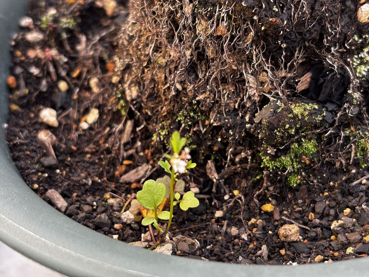 ユリイカ tweet media