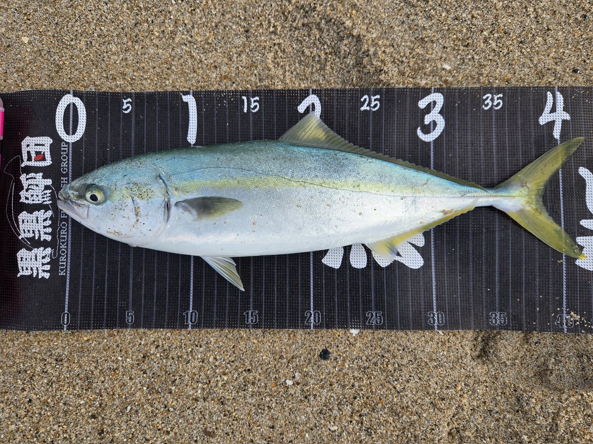 ノムノム【黒黒鮃団】 tweet media