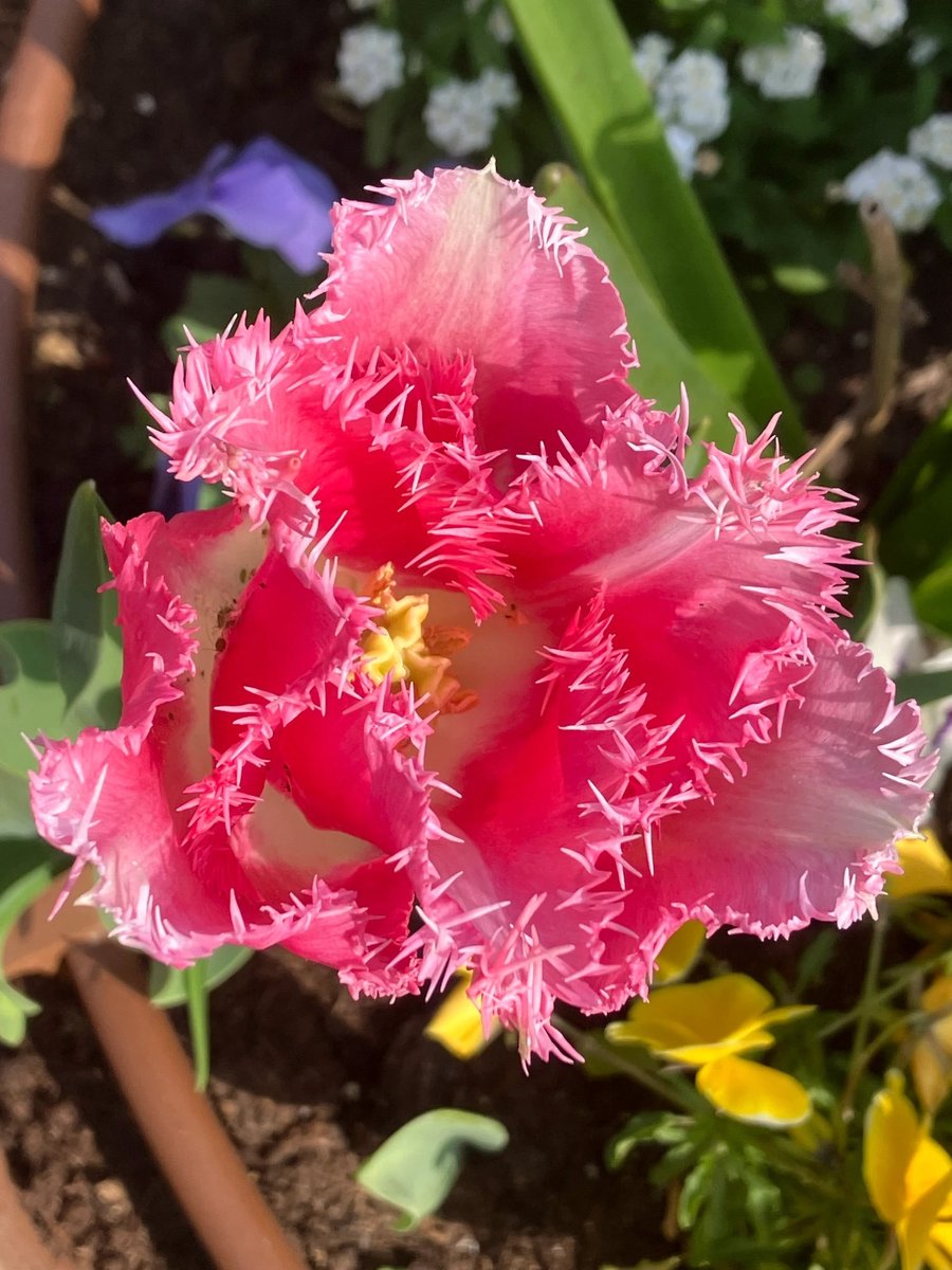 Noëlle C. tweet media