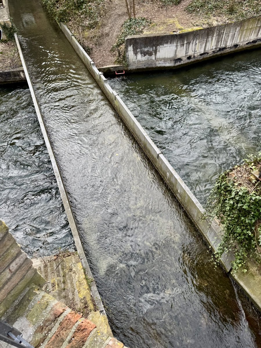 pulpo404 tweet media