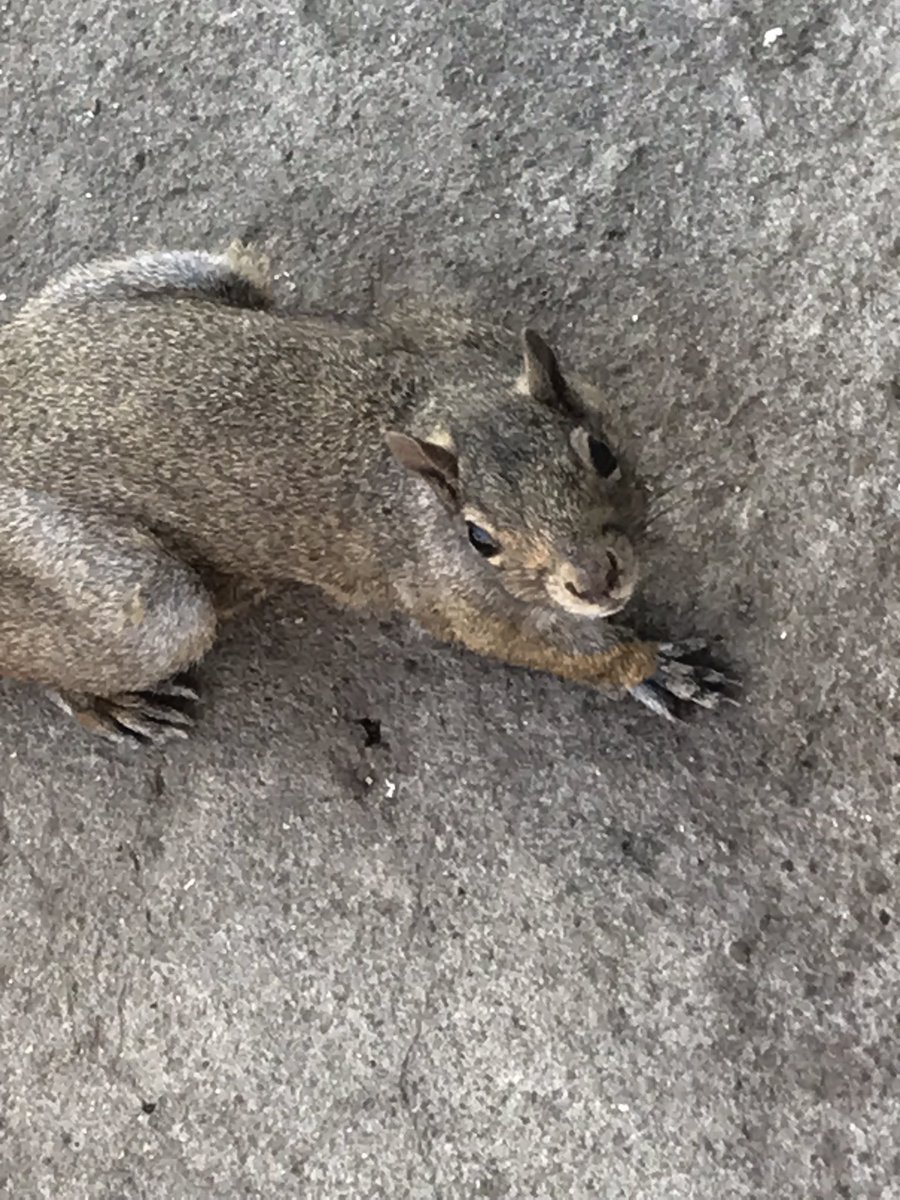 w_steeves's tweet photo. #tweethearts new #squirrelsoftwitter these beautiful animals, come to me to enjoy 10 min of food &amp; fun. 🤩 #lindseypark #yyc 

Morning feeding 🐿🦆🦢 #squirrelsofinstagram #canada https://t.co/vIgw8Kgp7S via @YouTube https://t.co/hAHxpJ33Th