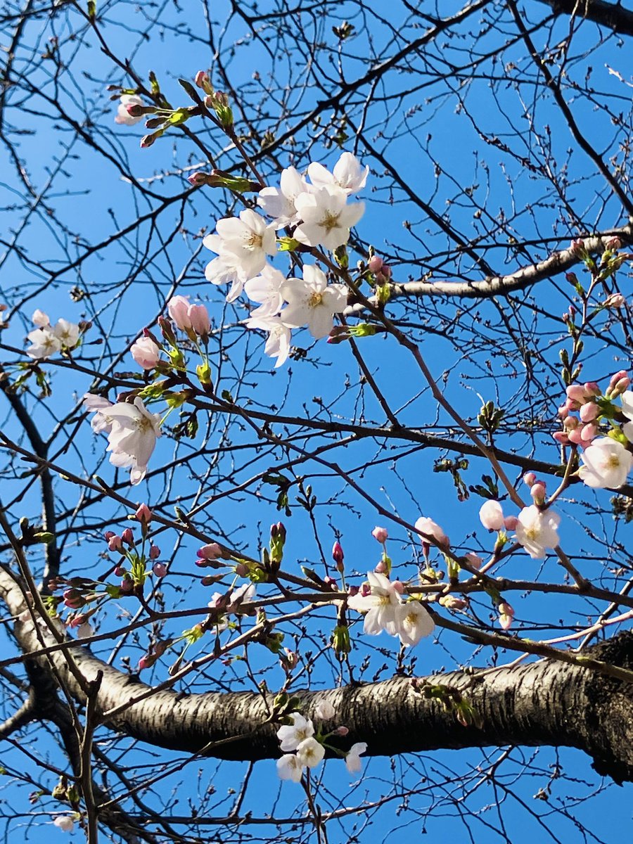 RahmaniaSunali's tweet photo. 清々しい春の風が心地よい季節となりましたね！
ここ大塚界隈の桜も少しずつ開花し始めました。🌸
当店では、店内飲食はもちろん、全品テイクアウトも承っております。お散歩がてらどうぞお気軽にご来店くださいませ♪

#ベンガル料理 #ビリヤニ #ケバブ #カレー #ハラル #スナリ #東京 #大塚 https://t.co/hjCtojglFw