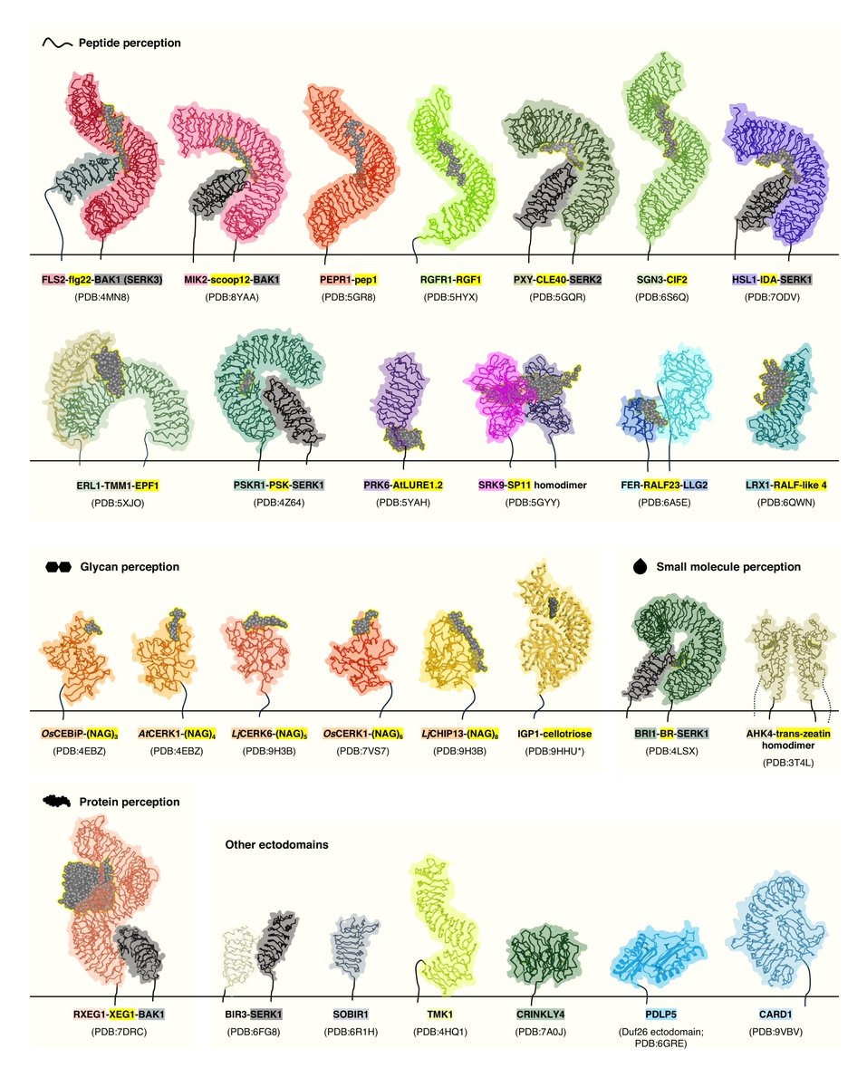 Bruno Ngou tweet media