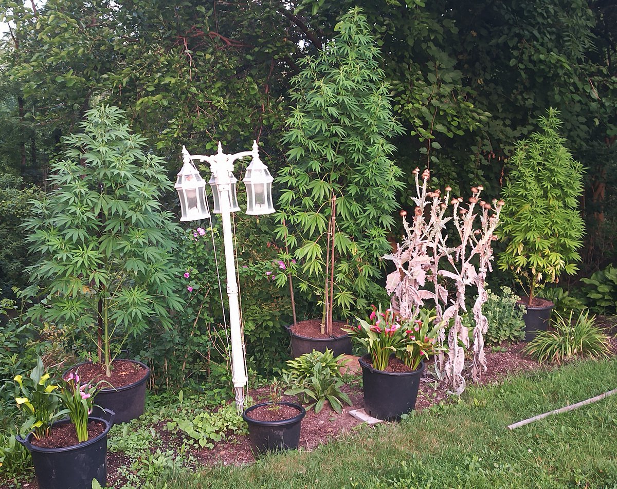 Mr B. 🇨🇦🌱🌿4:20 tweet media