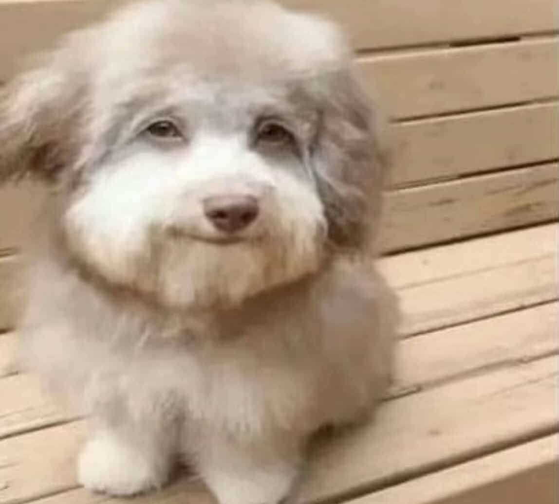 aaaaaaaaaaa tweet media