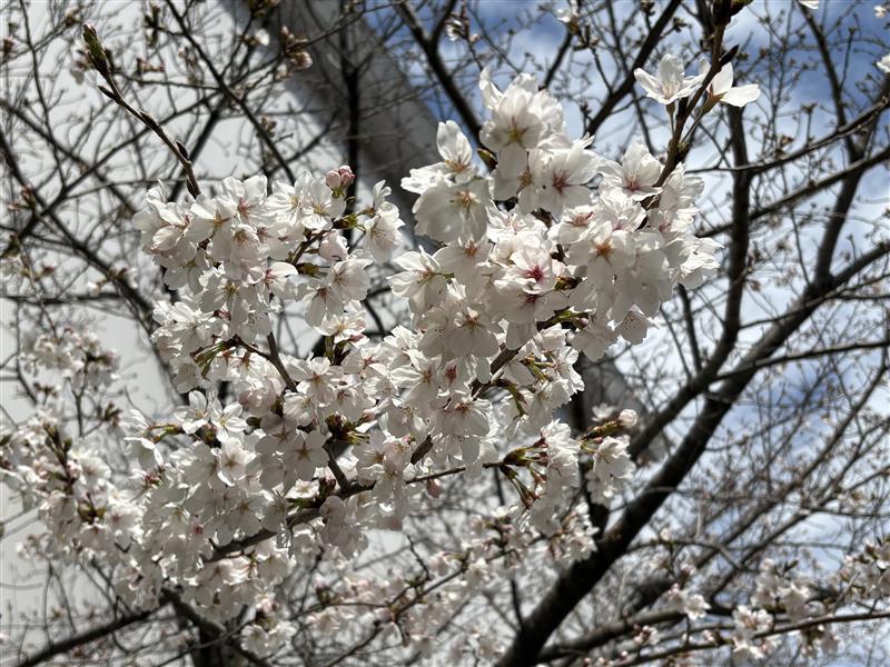 DOHO_Univ's tweet photo. 本日おこなわれた2025年度卒業式の様子をお届けします。皆さま、本当におめでとうございます✨
同朋大学では桜が咲き始めています🌸
#同朋大学 #卒業式 #卒業 #同朋 #DOHO https://t.co/bplGNTUHFs