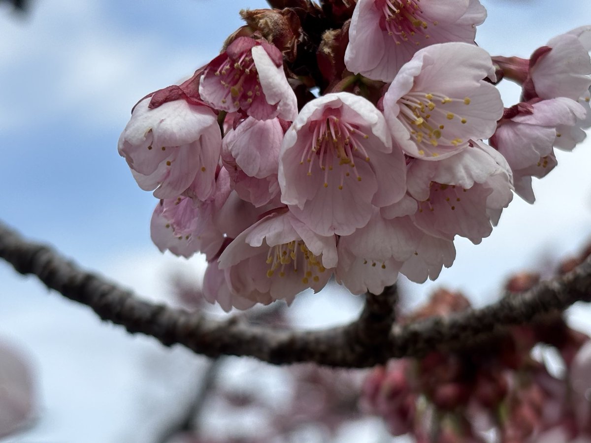 こんばんは😃🐈

まだまだ蕾は固い🌸です😅

早咲き桜🌸を👀と🥰に💕

＃高田城址公園