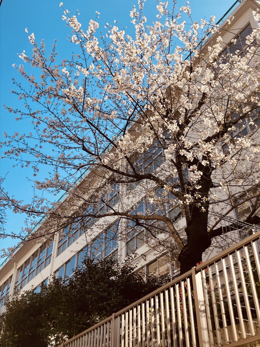RahmaniaSunali's tweet photo. Spring is in the air, and the cherry blossoms here in Otsuka are starting to bloom.🌸
We offer both dine-in and full takeout options. Feel free to stop by during your stroll♪

#bengali_cuisine #biryani #kebab #curry #halal #halalfood  #sunali #restaurant #japan #tokyo #otsuka https://t.co/qnRzpVxQtz