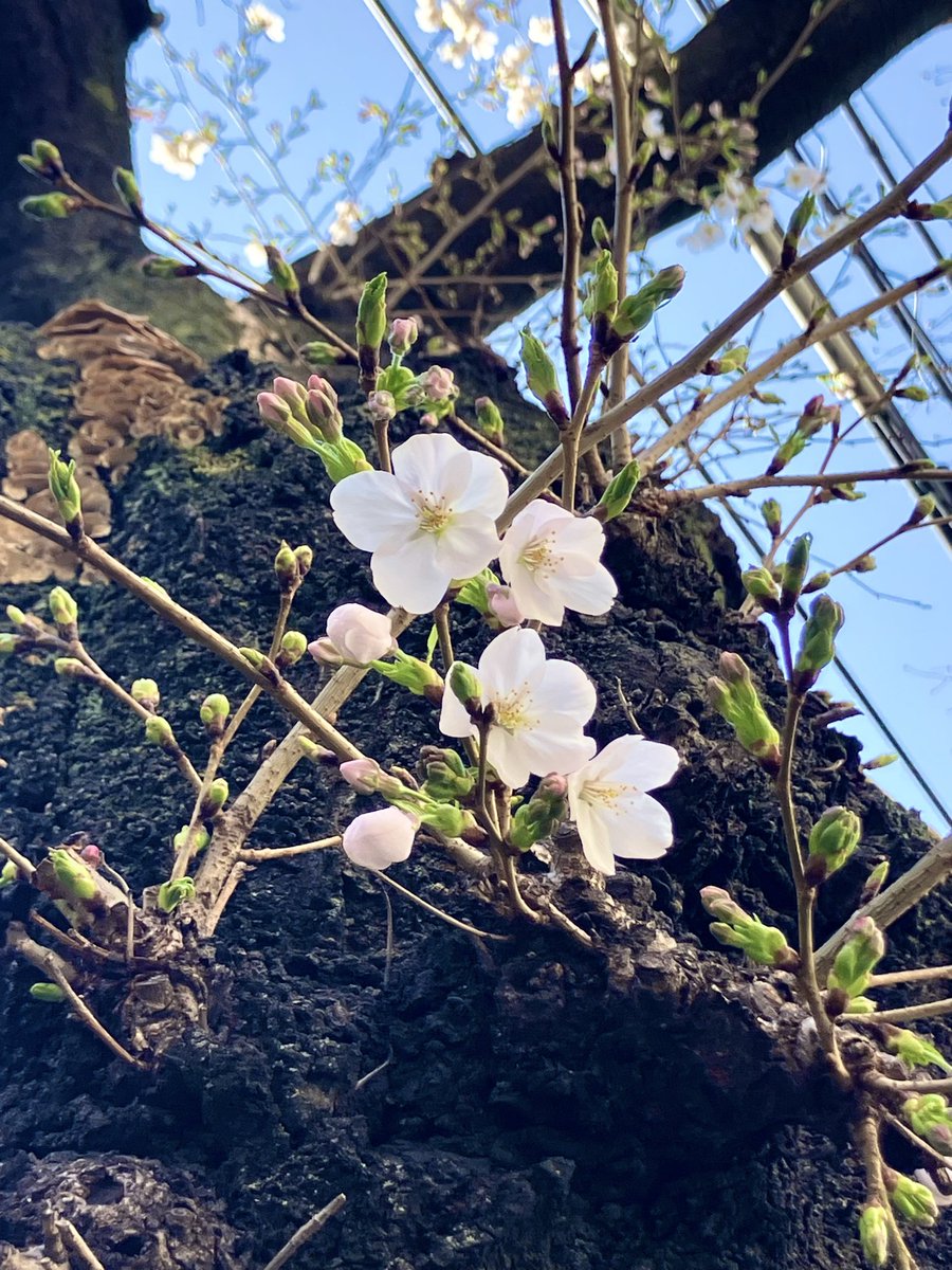 RahmaniaSunali's tweet photo. Spring is in the air, and the cherry blossoms here in Otsuka are starting to bloom.🌸
We offer both dine-in and full takeout options. Feel free to stop by during your stroll♪

#bengali_cuisine #biryani #kebab #curry #halal #halalfood  #sunali #restaurant #japan #tokyo #otsuka https://t.co/qnRzpVxQtz