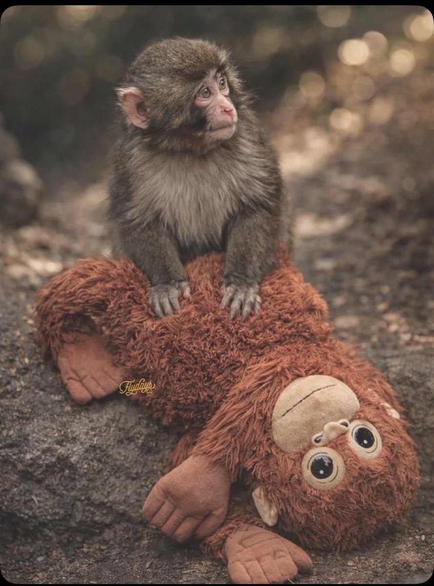 럼통이 tweet media