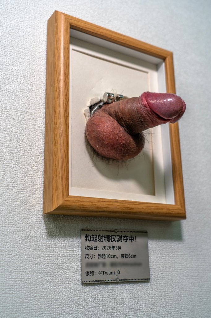 柴犬だんご tweet media