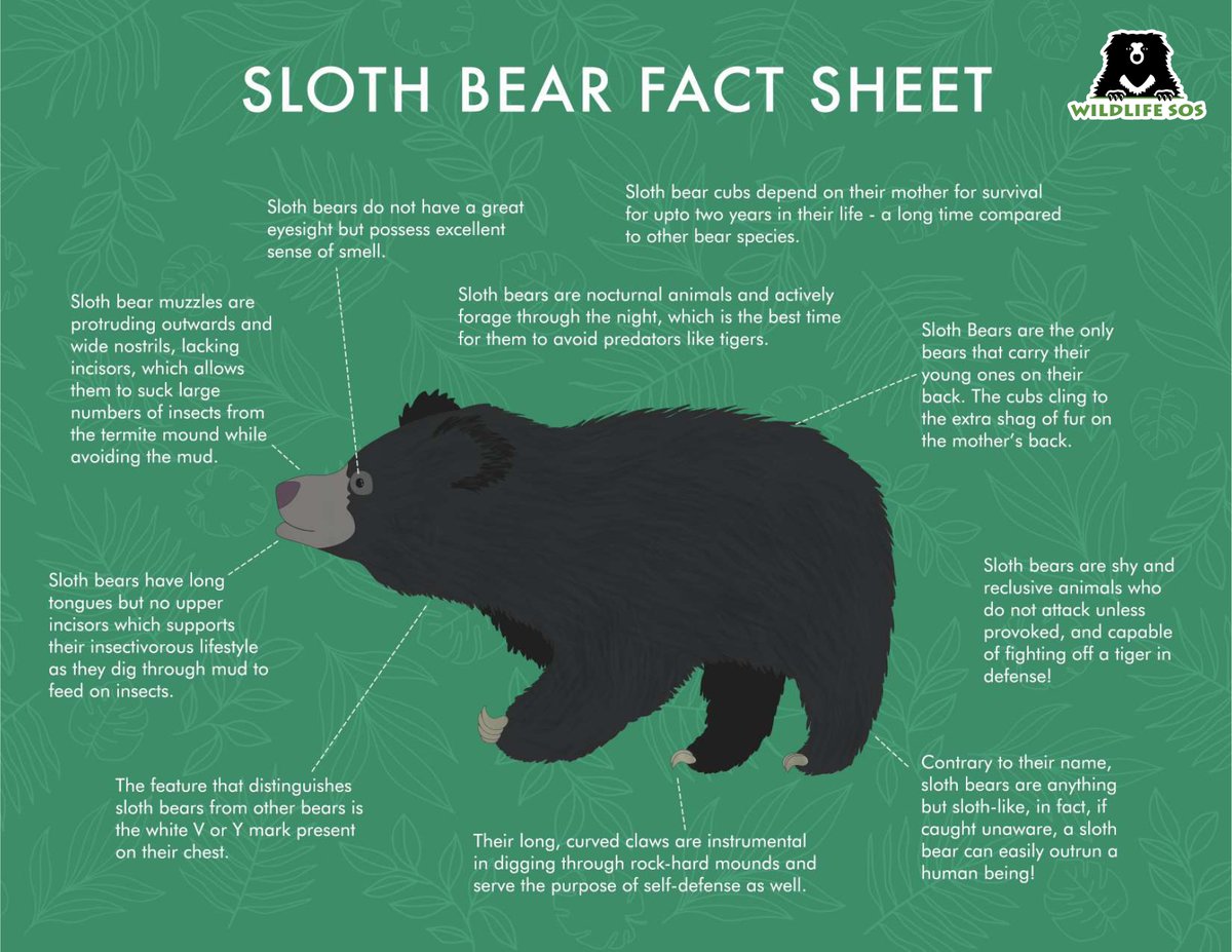 Wildlife SOS tweet media