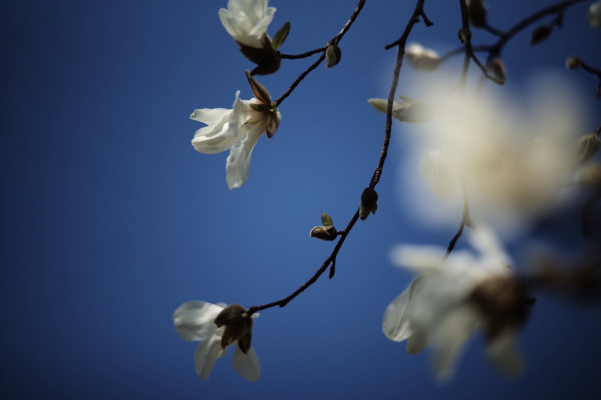 記憶カメラ tweet media