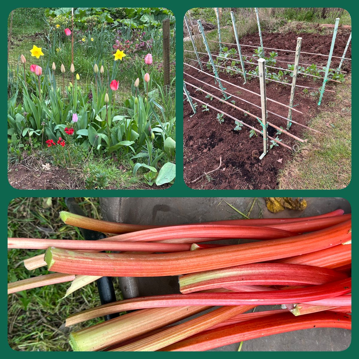 RAGriggsauthor's tweet image. First rhubarb from the allotment. Delicious with overnight oats for breakfast. 

Happy Monday!

#allotment
#garden 
#growyourown