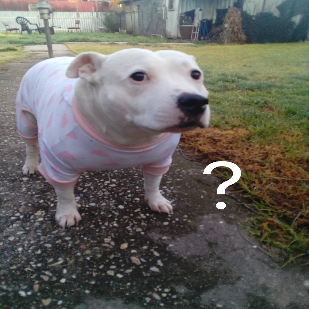 617 (John Mili) tweet media