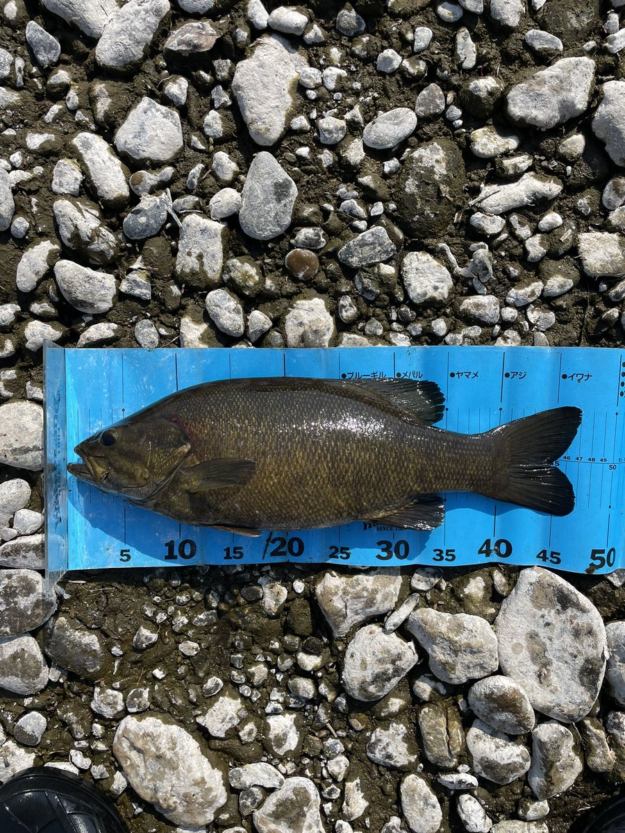 BASSおじ@釣人(つりんちゅ) tweet media