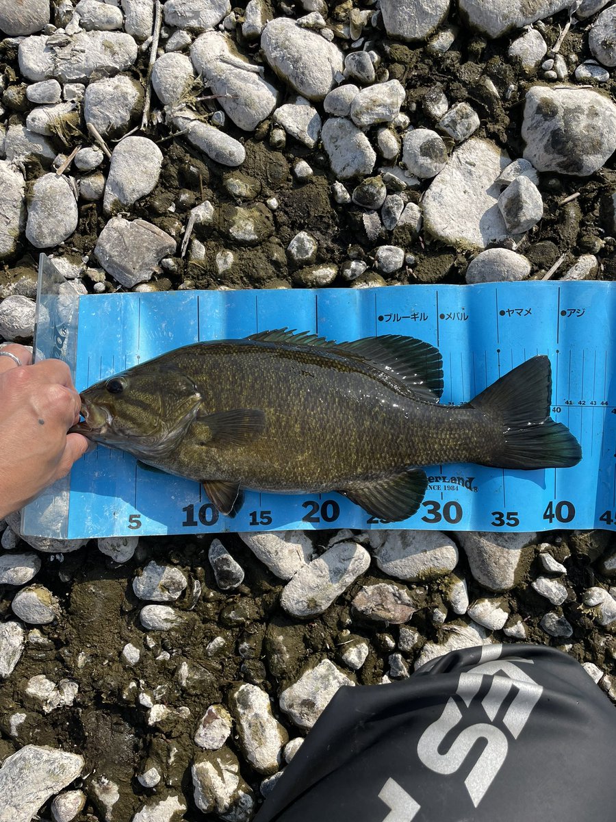 BASSおじ@釣人(つりんちゅ) tweet media