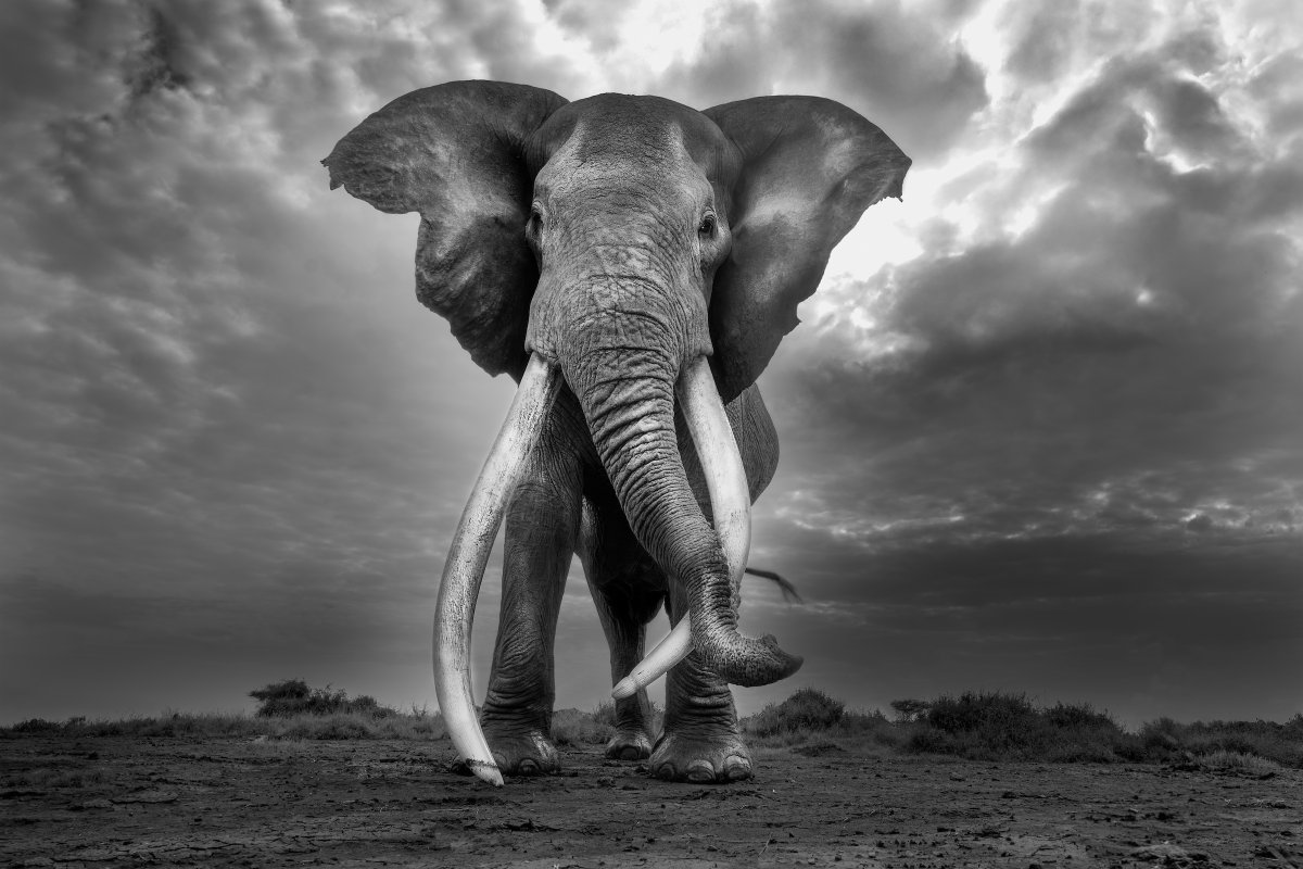 Ankor Inclán tweet media