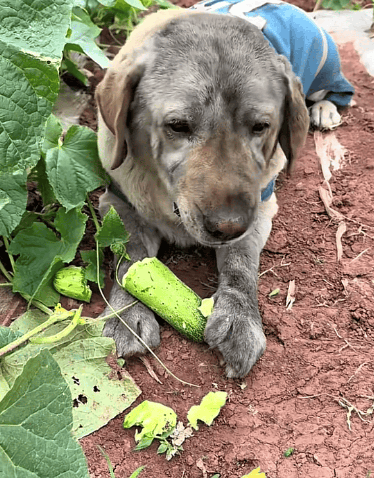 Will Andrews tweet media