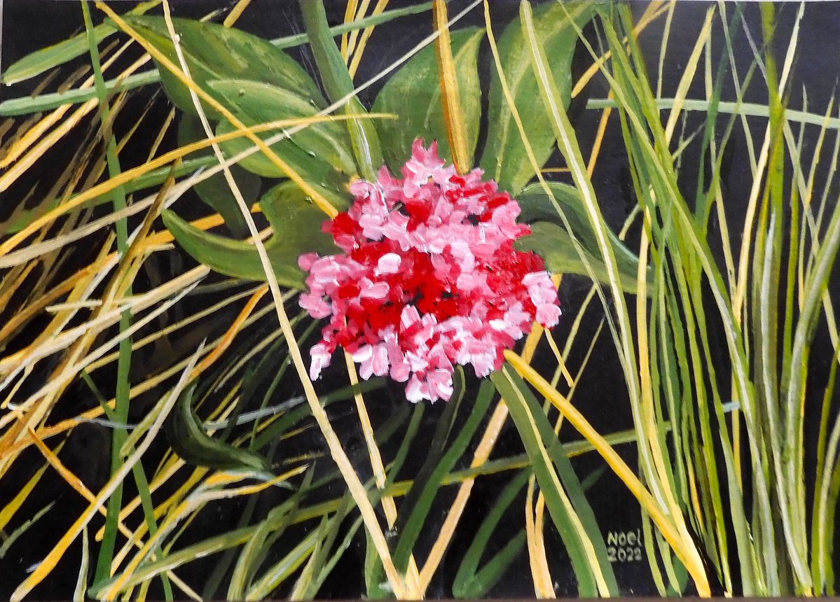 noel callewaert 🖌️🖌️🖌️ tweet media