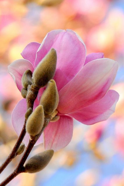 violetviolet tweet media