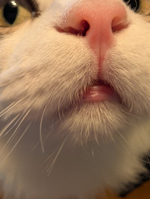 実家に帰るとまず人間の鼻あたりをクンクン鼻息当てながら挨拶してくれます🐱 