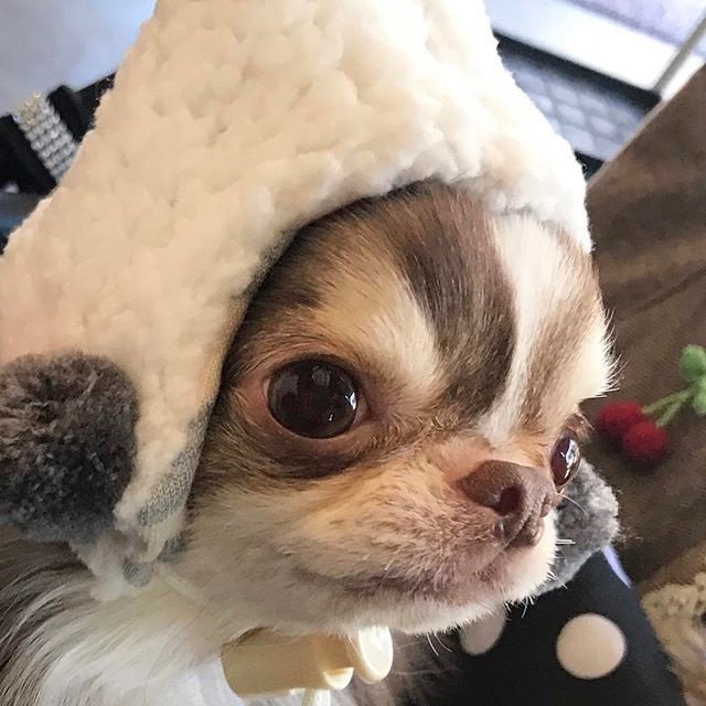 아루루.. tweet media