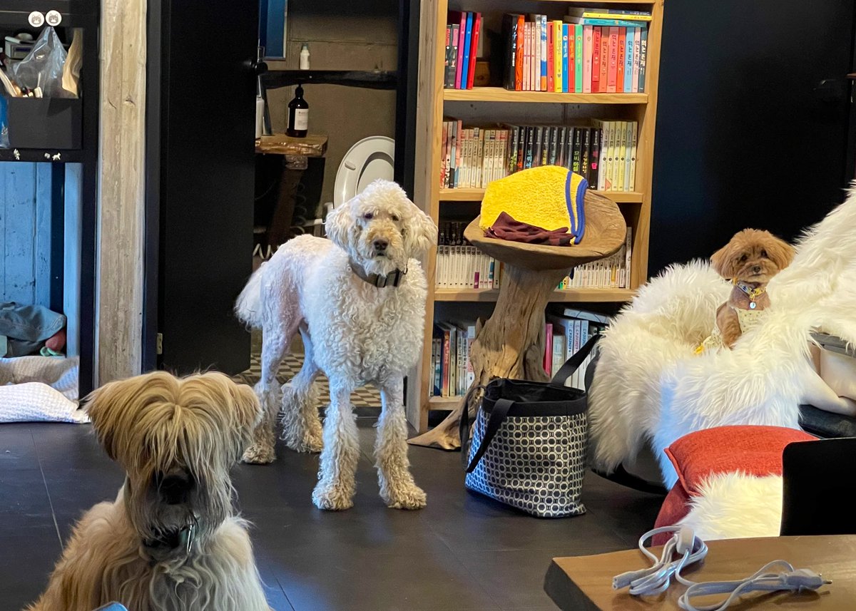 푸순 엄마 tweet media