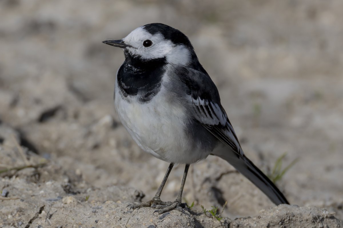 david butcher tweet media