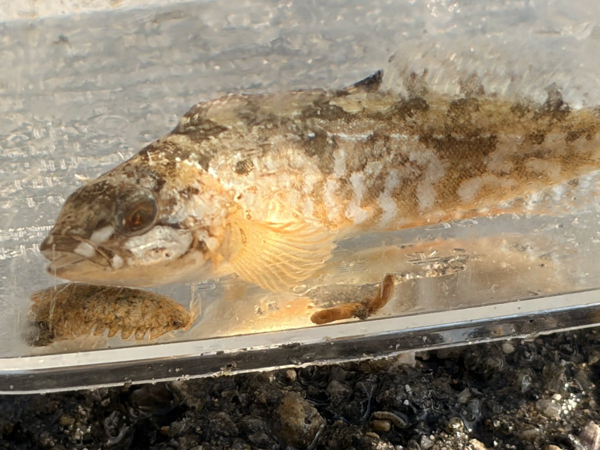 リュウ tweet media