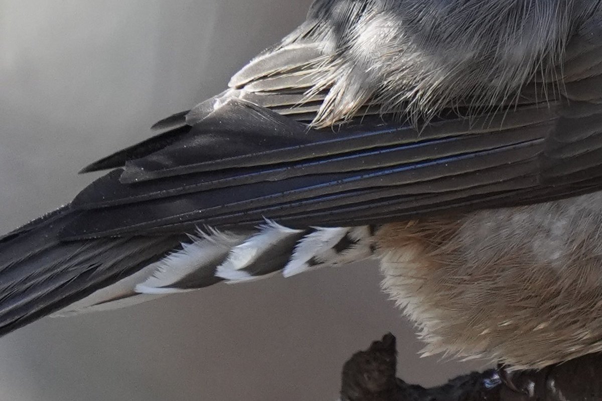 ぽかり tweet media