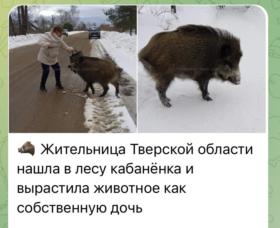 Токсичные ёжики, злой грешный карась и коза хаоса tweet media