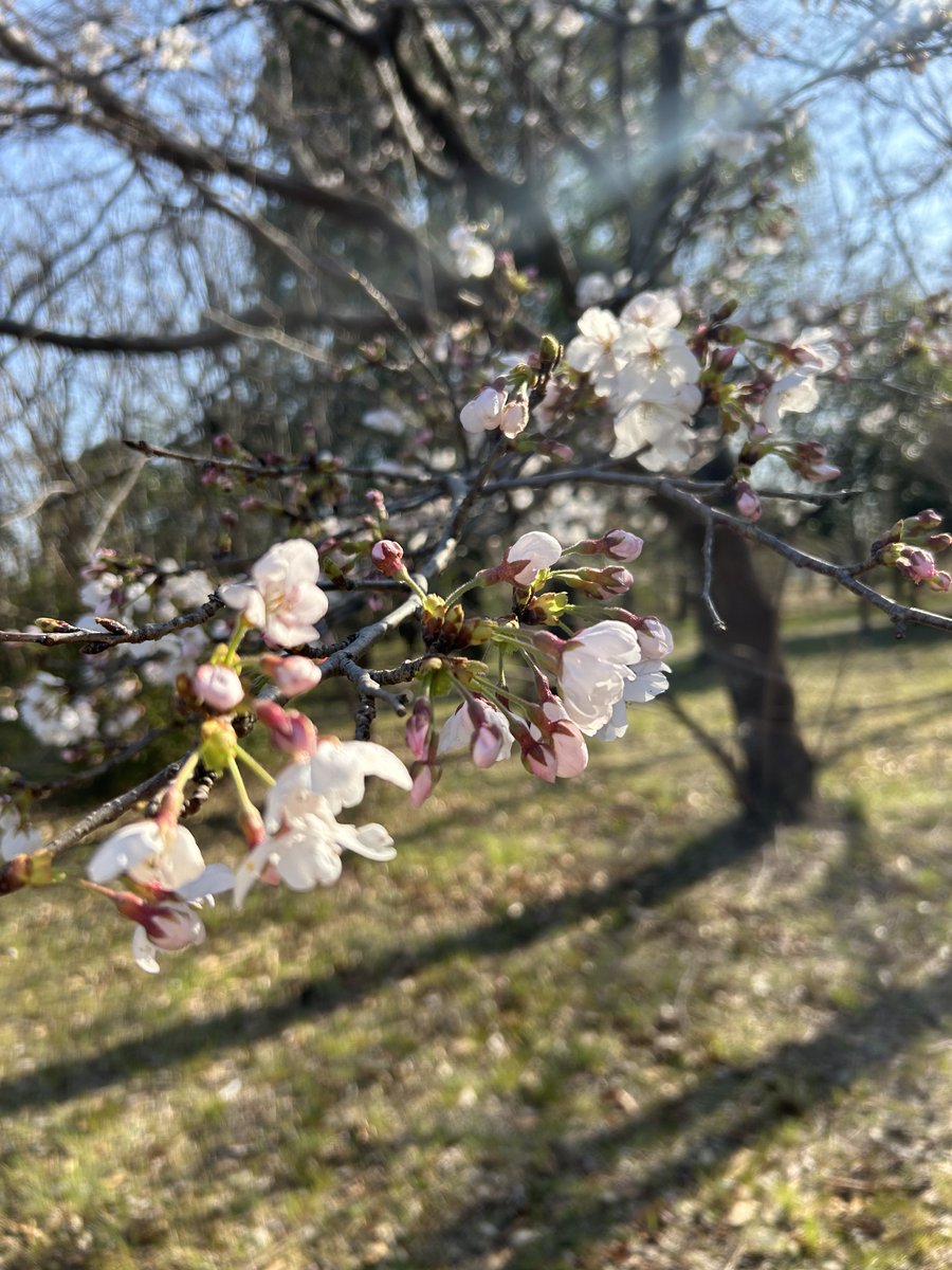 utokyo_gsfs's tweet photo. 柏キャンパスの桜も一斉に咲き始めました🌸
#東京大学 #gsfs https://t.co/06dM5JERXE