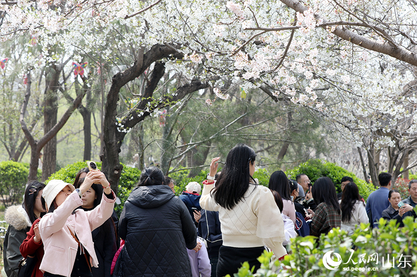 PDChinese's tweet photo. 【山東濟南：櫻花綻放引客來】3月22日，山東濟南五龍潭公園內櫻花競相綻放，粉白相間的花簇與碧波潭水交相輝映，吸引市民和遊客前來踏青賞花、打卡拍照。 https://t.co/aE5KXXASrf