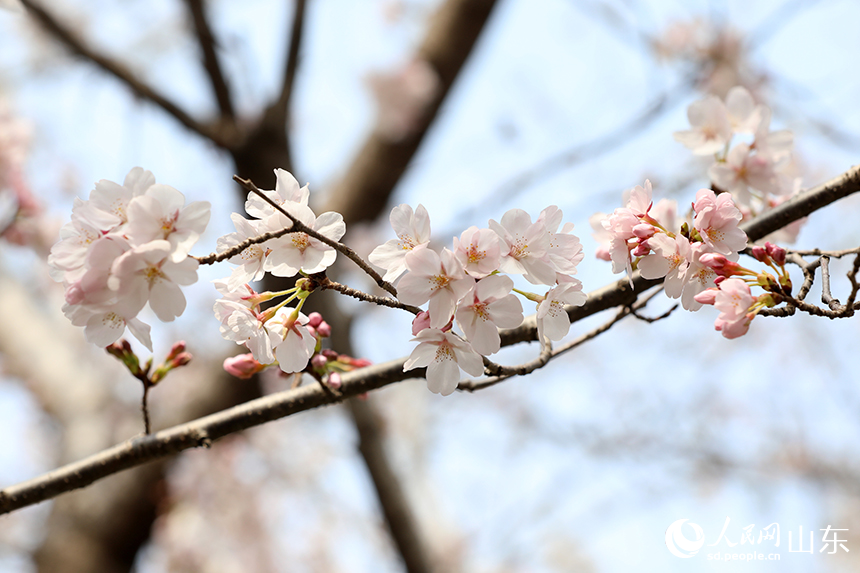PDChinese's tweet photo. 【山東濟南：櫻花綻放引客來】3月22日，山東濟南五龍潭公園內櫻花競相綻放，粉白相間的花簇與碧波潭水交相輝映，吸引市民和遊客前來踏青賞花、打卡拍照。 https://t.co/aE5KXXASrf