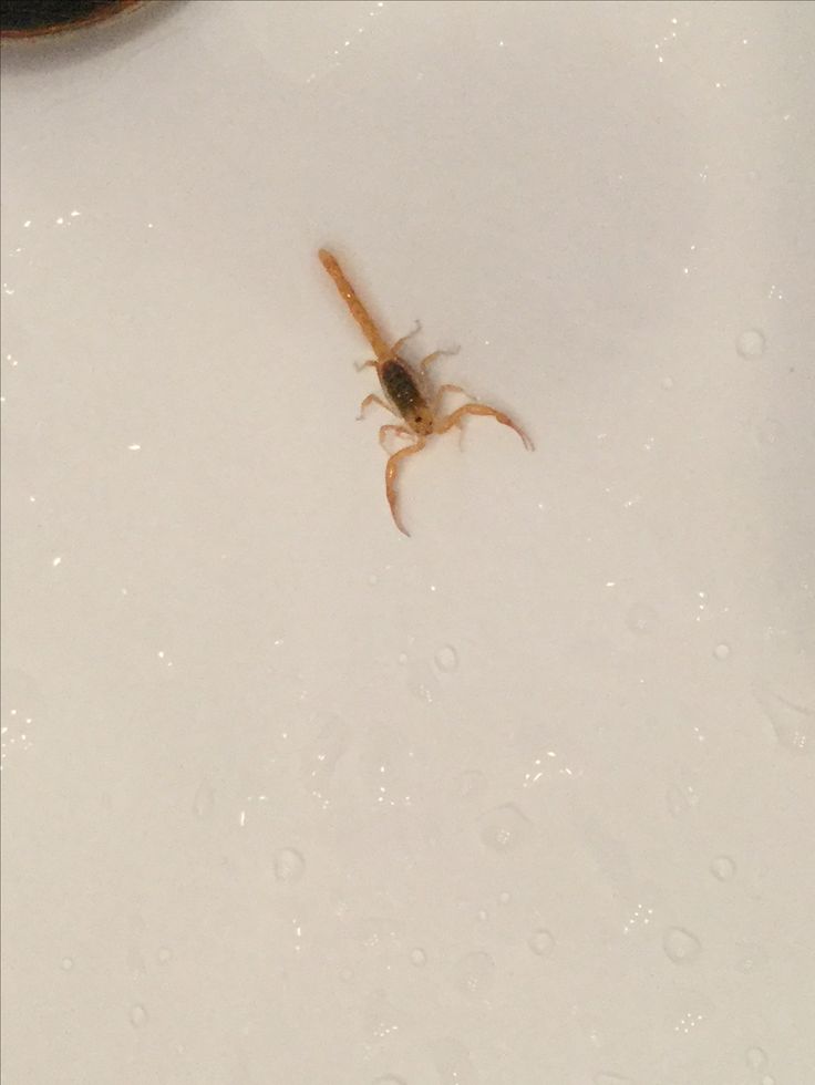 Last weekend I went to my uncle’s place.I entered the bathroom to shower and saw a scorpion in the sink...a real one, not the one from textbooks. I shouted like something serious happened, and everyone rushed in.

I told them what I saw and the first thing they asked me was: “Did
