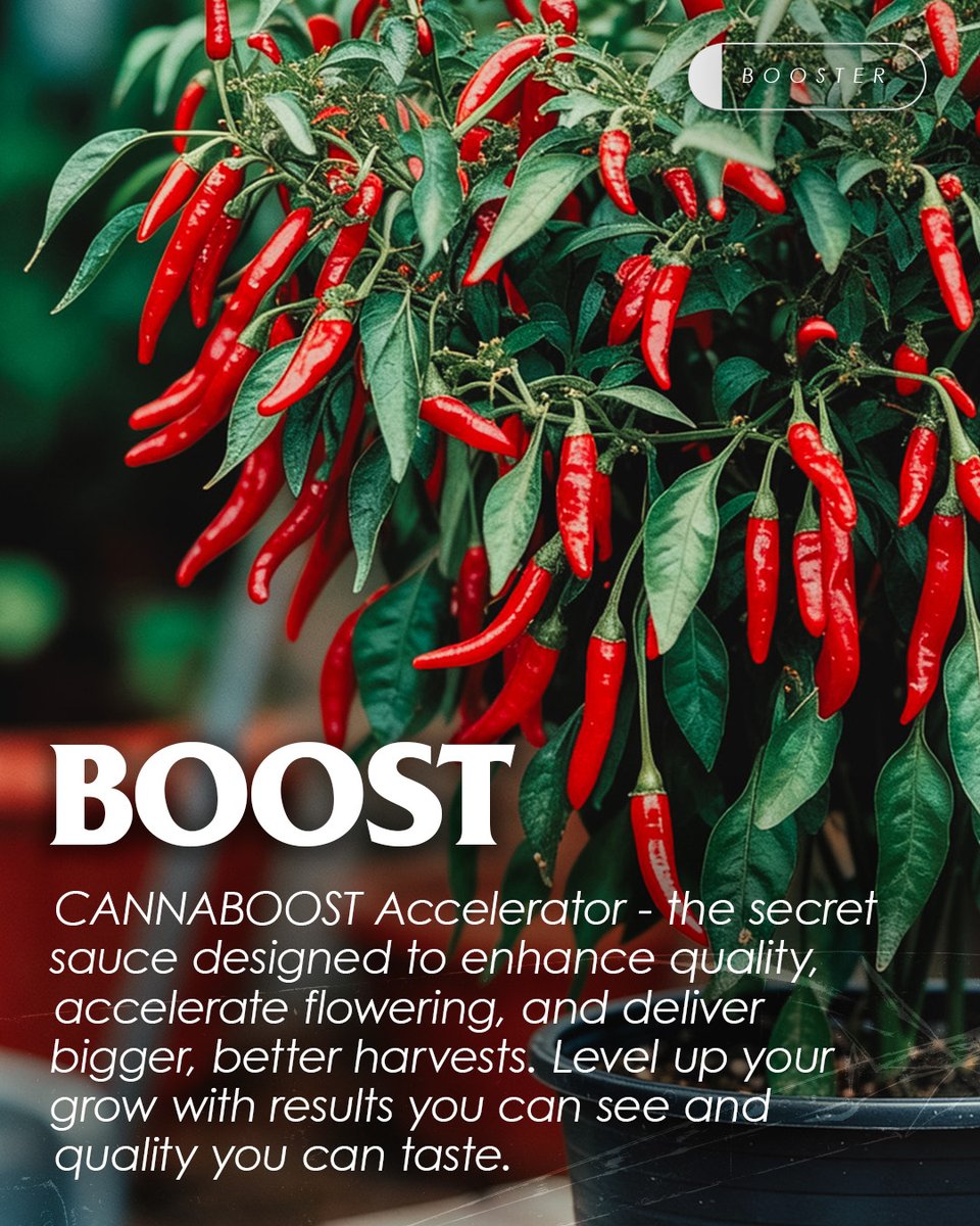 CANNAuk1's tweet photo. Individually powerful. Together unstoppable.

Which additives are maximising your harvests?

#hydroponcics #harvest #gardening #growing #plantnutrients https://t.co/puSvfj9RUN